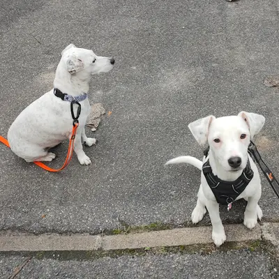 Happy Dogs 91