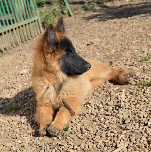 Centre Canin de la Forêt des Lyns - Pension Canine, Elevage, Education Canine & Obéjump