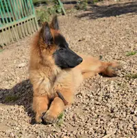 Centre Canin de la Forêt des Lyns - Pension Canine, Elevage, Education Canine & Obéjump