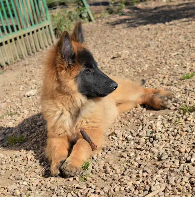 Centre Canin de la Forêt des Lyns - Pension Canine, Elevage, Education Canine & Obéjump