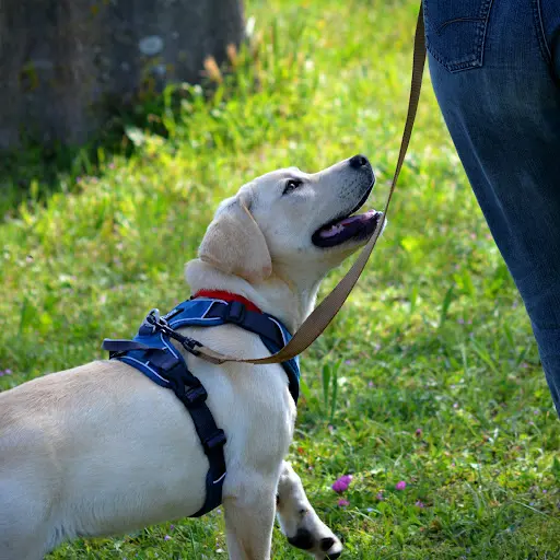 Juste Canin - Justine Guillemot