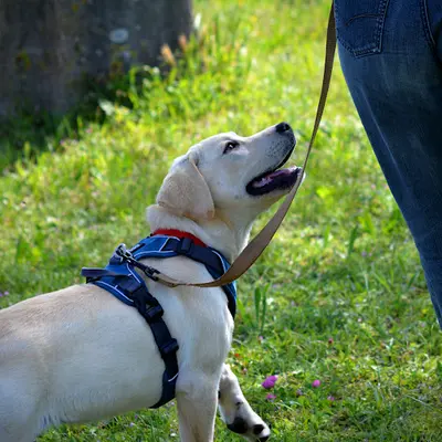 Juste Canin - Justine Guillemot