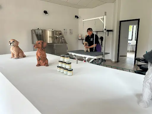 Les Ti Chiens et Chats