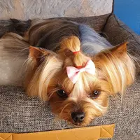 Lisa Salon de Toilettage Pour Chiens et Chats