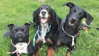 Aux Chalets d'Heaven: Pension Chiens Chats et Éducation Rééducation Canine sur Issoire et Clermont-ferrand