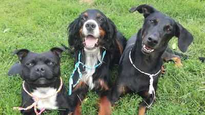Aux Chalets d'Heaven: Pension Chiens Chats et Éducation Rééducation Canine sur Issoire et Clermont-ferrand
