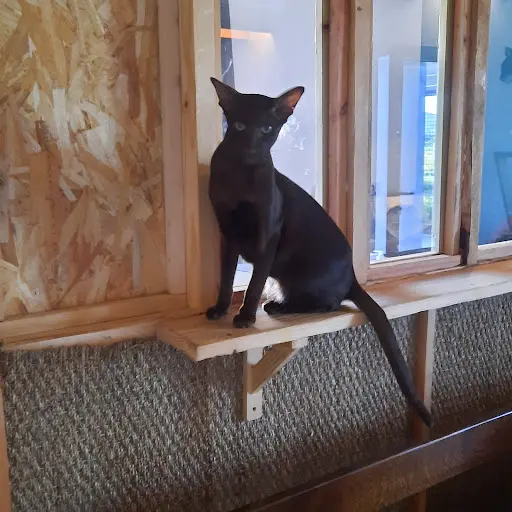 Central Cats - Pension Pour Chats