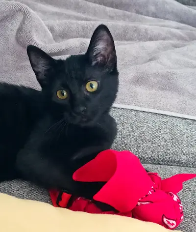 Montboud Chat