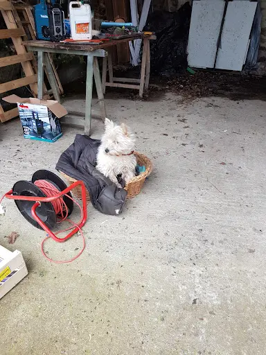 Pets Wouaf Titud