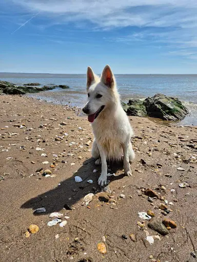 Respectdogs Savenay