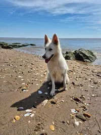 Respectdogs Savenay