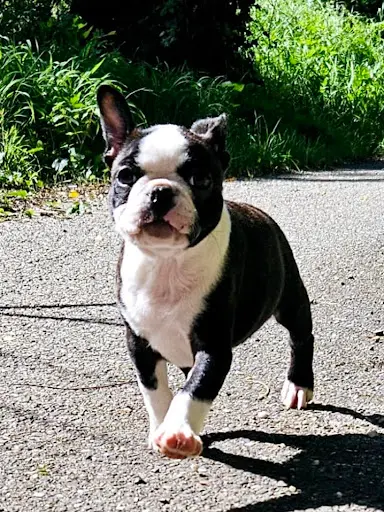 Elevage des Hobereaux de la Zorn Dogues Allemand , Bostons Terrier, Bulldog Anglais