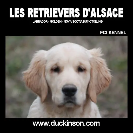 Les Retrievers d'Alsace