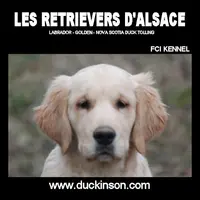 Les Retrievers d'Alsace