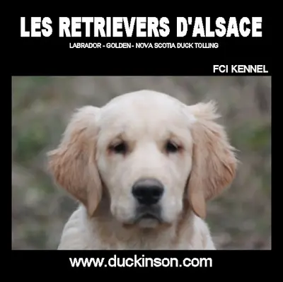 Les Retrievers d'Alsace