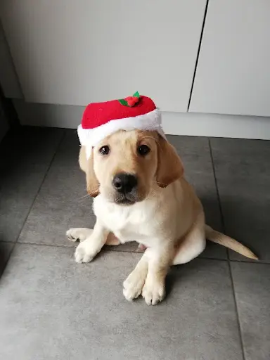 Nightson Retrievers