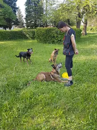 The Good Dog
