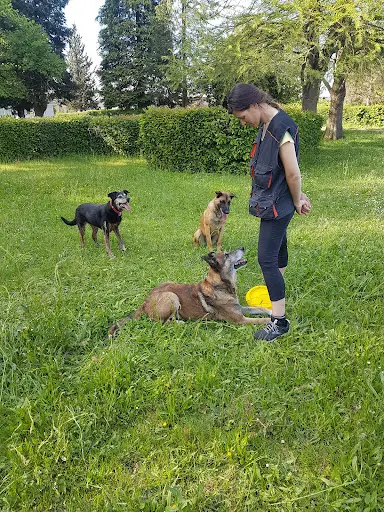The Good Dog