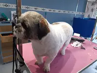Wouf Wash Salon de Toilettage Pour Chiens, Chats et Nac