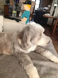 Doogles Dog Grooming