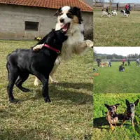 Education Canine du Forez | Montbrison & Saint Etienne | Camille Poyade