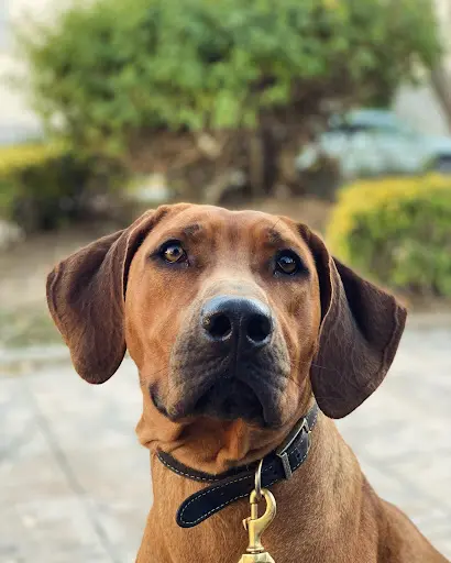 Ukuwolana Rhodesian Ridgebacks