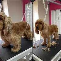 l'Esthetic Canin