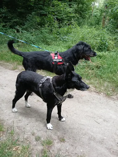 Mel la Main À la Patte - Education Canine