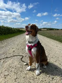 Maëtrise’canine