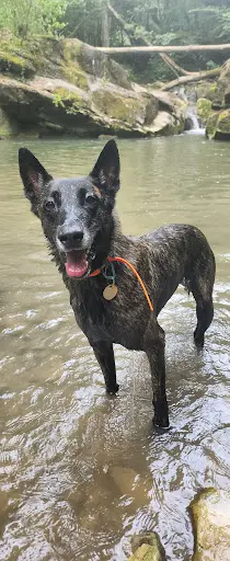 Pat’ À Chiens – Pension Canine Professionnelle en Haute-savoie