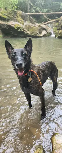 Pat’ À Chiens – Pension Canine Professionnelle en Haute-savoie