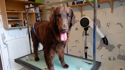 Idéal Canin