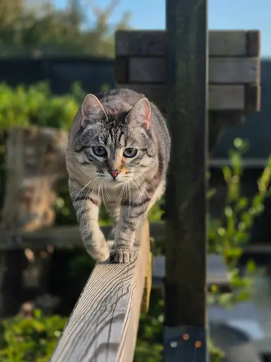 Carinetamarat Pension Féline et Pet Sitter