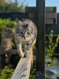 Carinetamarat Pension Féline et Pet Sitter