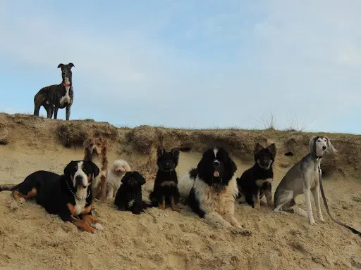 Entre Hommes et Chiens - Éducateur Canin