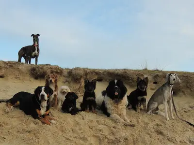 Entre Hommes et Chiens - Éducateur Canin