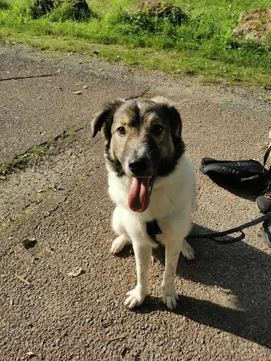 Vik&co - Conseillère en Éducation et en Comportement Canin - Educateur Canin