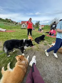 Zenidog - Educateur Canin