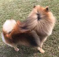 Au Prestige Canin