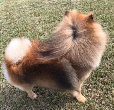 Au Prestige Canin