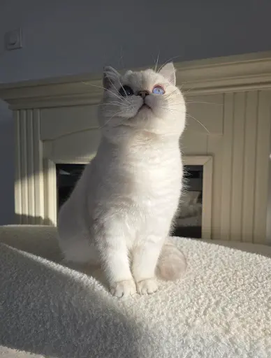 Qty Cats