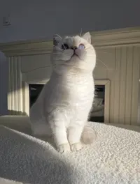 Qty Cats