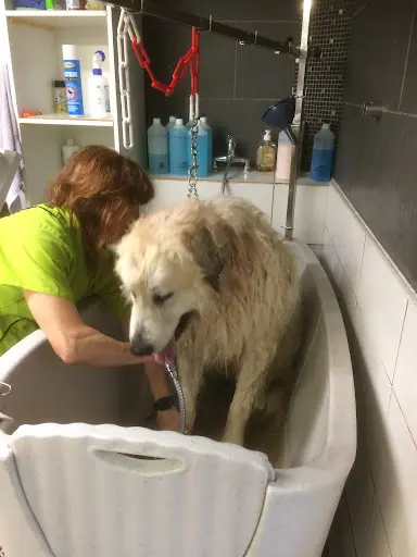 Toiletteur Haguenau - au Figaro Canin