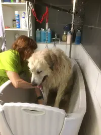 Toiletteur Haguenau - au Figaro Canin