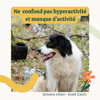 Eveil Canin (ex Great Anim S)