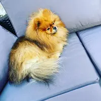 Ami’nimaux Garde d'Animaux et Toilettage