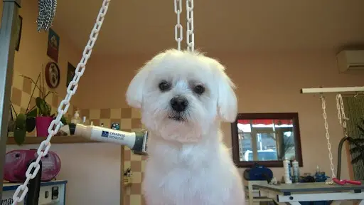 l'Art du Chien
