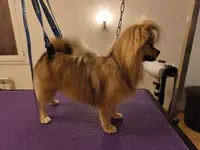 Passion Canine