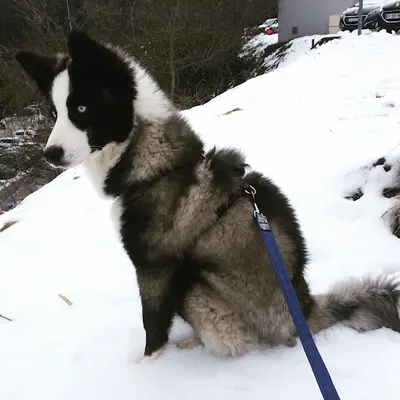 Cold Summit - Élevage de Laika de Iakoutie