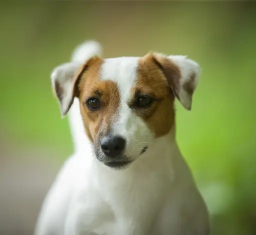 L’arche de Chambord Élevage Familial ~ Jack Russell Terrier Lof Poils Lisses & Welsh Corgi Pembroke Lof